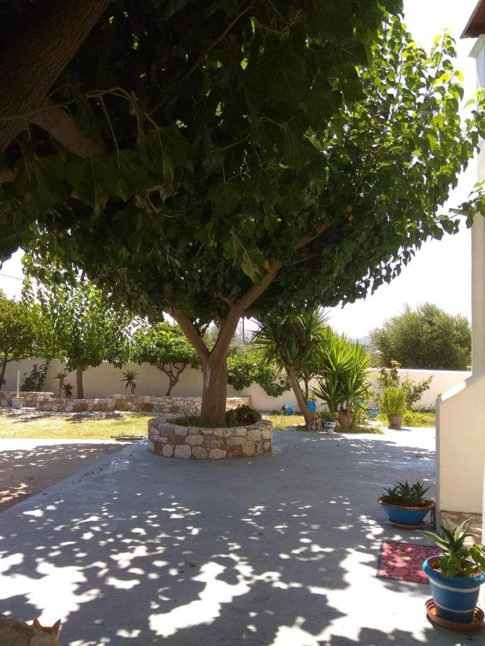 Athena'S Houses Skyros Ngoại thất bức ảnh
